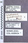 Etiketten zu Glyphonyx quadricollis (Fleutiaux, 1941) (NHMW-ZOO-COL-0008434)